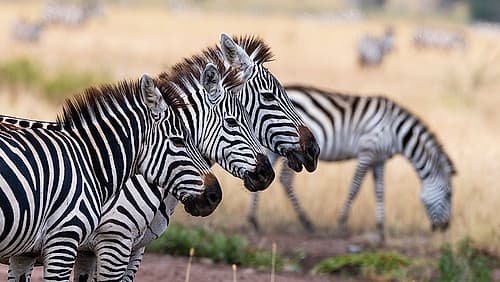 Three plains zebras in a row Seronera-Serengeti National Park-Tanzania Art Print